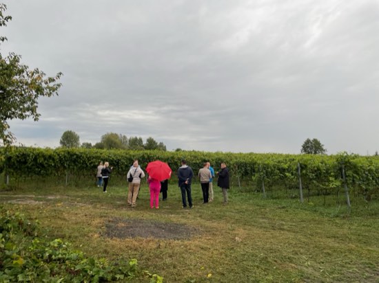 Grupa zwiedzających spacerująca między rzędami winorośli w Winnicy Eco Symfonia
