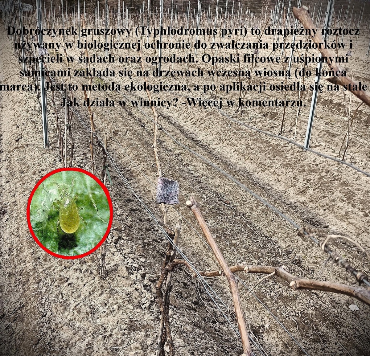 Opaska filcowa z dobroczynkiem gruszowym zawieszona na krzewie winorośli w Winnicy Eco Symfonia