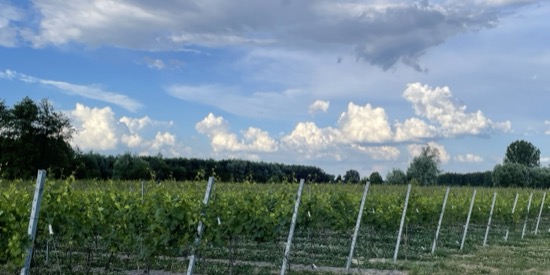 Dramatyczne niebo nad Winnicą Eco Symfonia