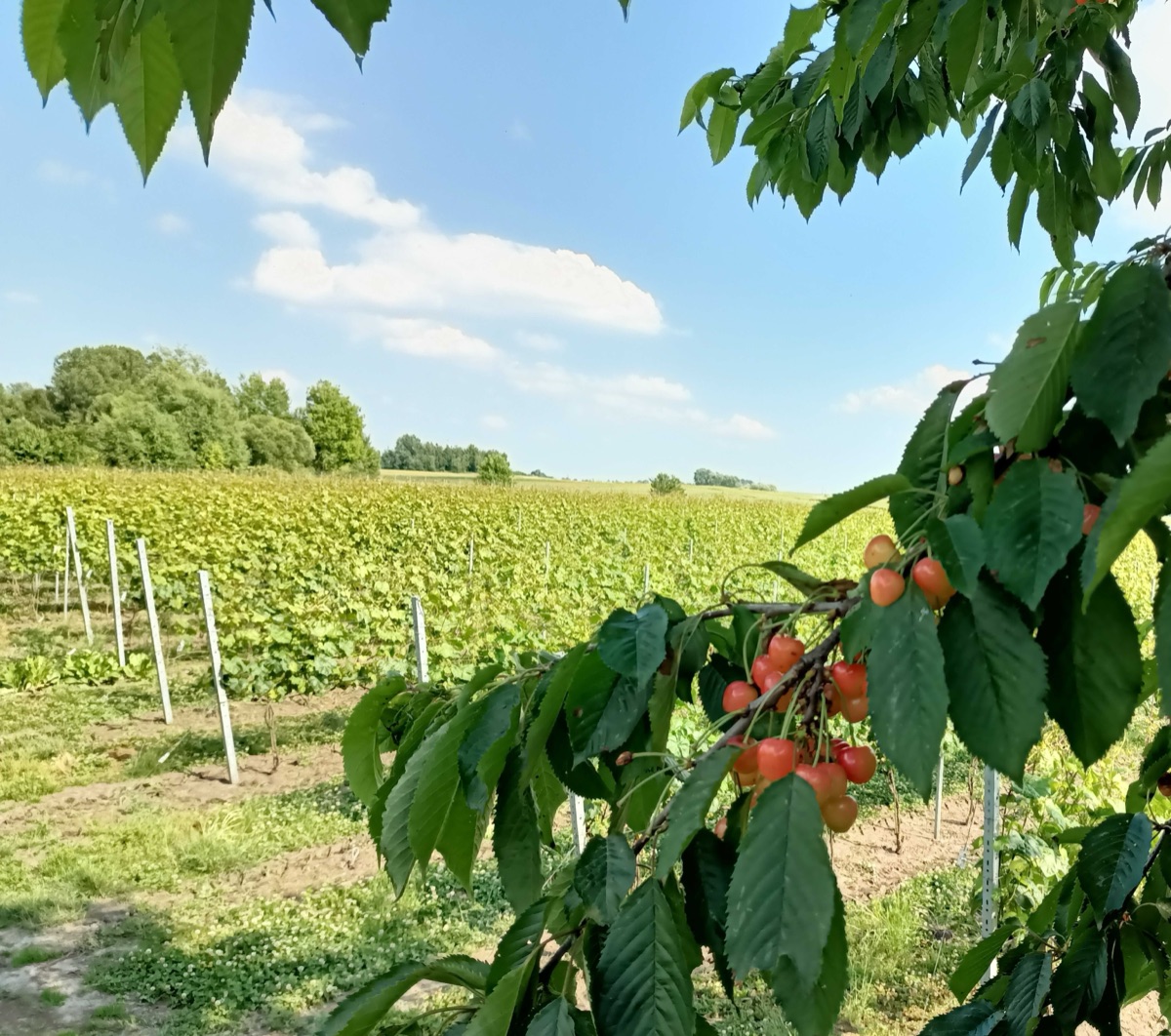Słoneczne lato w Winnicy Eco Symfonia, w tle owoce czereśni