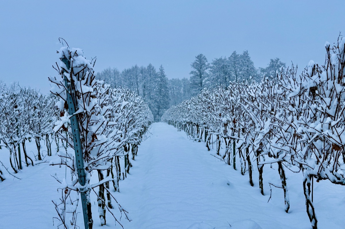 Rzędy winorośli pokryte grubą warstwą śniegu w Winnicy Eco Symfonia w Stawie